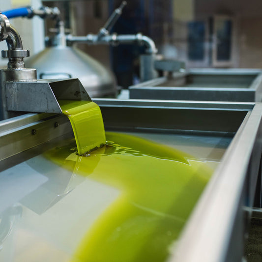 The Journey of an Olive: From Grove to Bottle