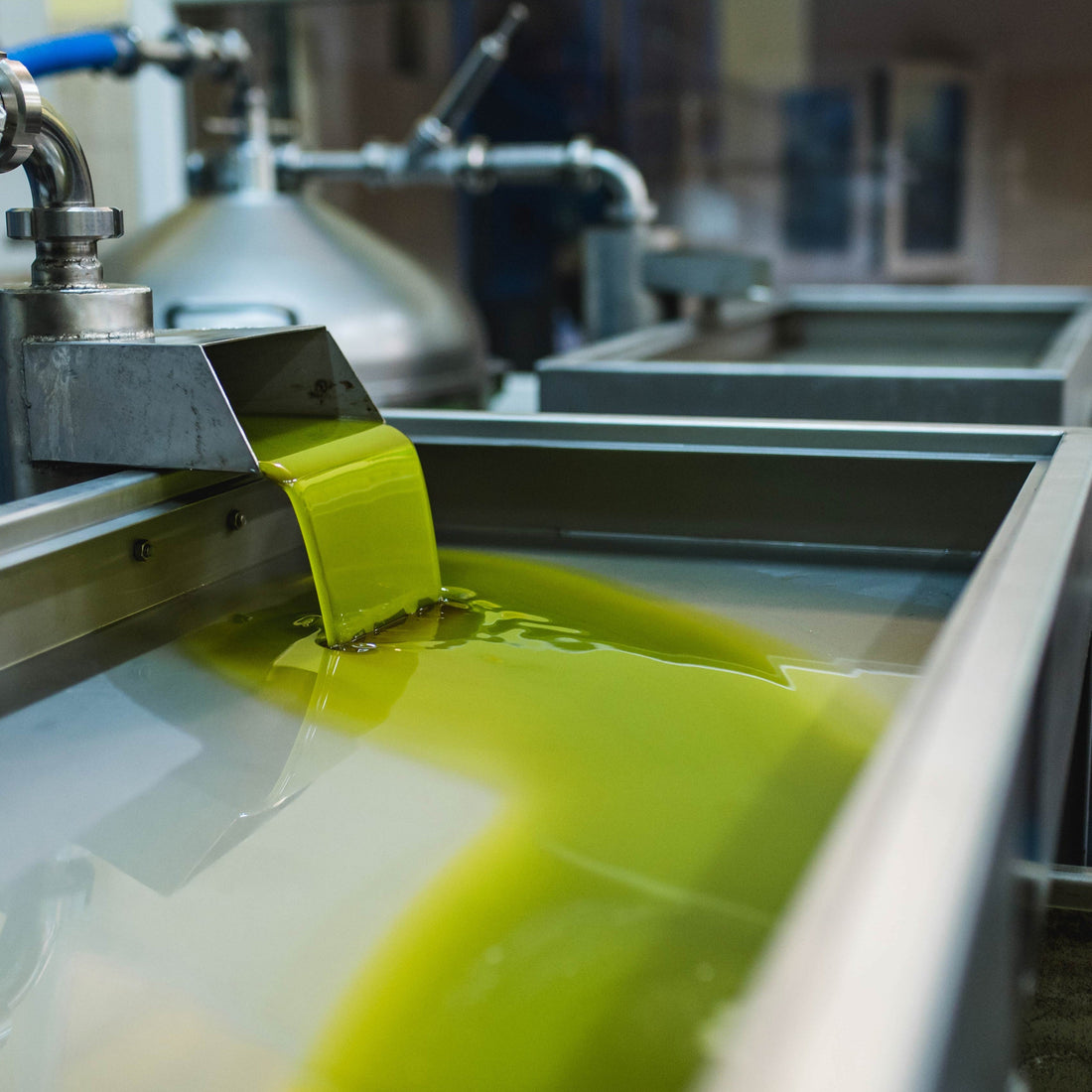 The Journey of an Olive: From Grove to Bottle